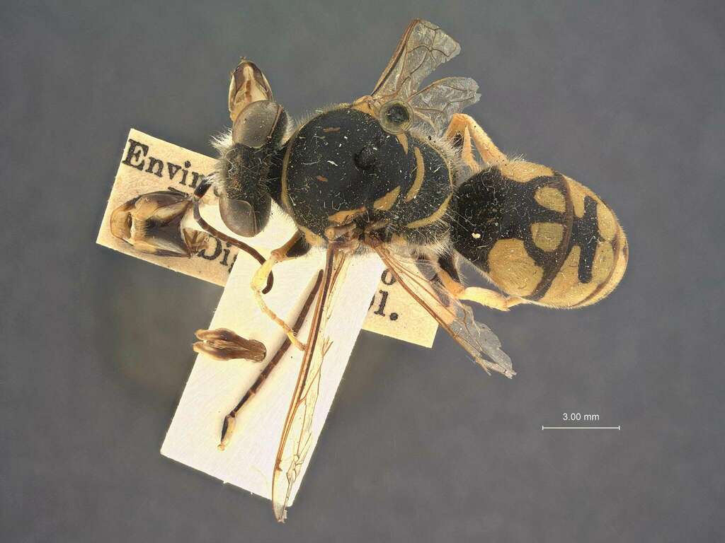 Avispa de caballo (Abejas y avispas de Veracruz) · iNaturalist