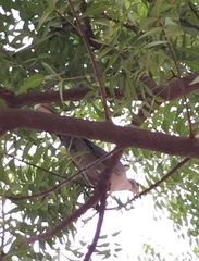 Streptopelia decaocto