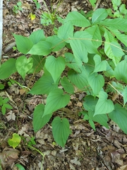 Dioscorea quaternata