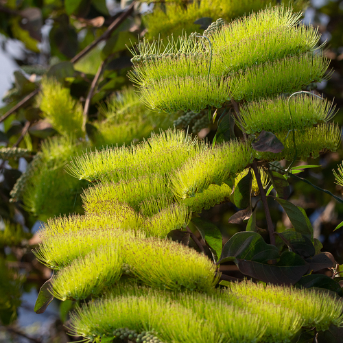 Combretum fruticosum