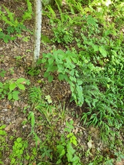 Dioscorea quaternata