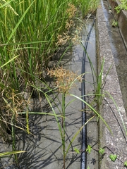 Cyperus tuberosus