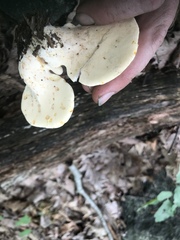 Buglossoporus quercinus