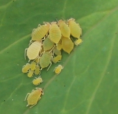 Longicaudus trirhodus