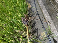 Cyperus tuberosus
