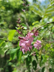 Fridericia floribunda