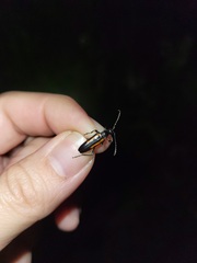 Strangalepta abbreviata