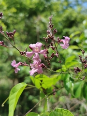 Fridericia floribunda