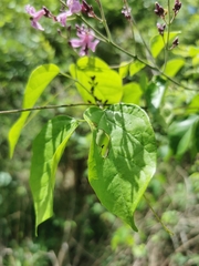 Fridericia floribunda