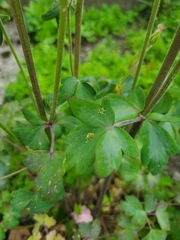 Longicaudus trirhodus