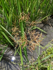 Cyperus tuberosus
