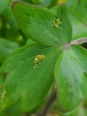 Longicaudus trirhodus