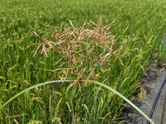 Cyperus tuberosus