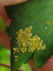 Longicaudus trirhodus