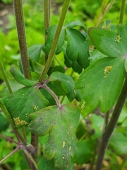 Longicaudus trirhodus