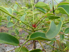 Dendrophyllanthus serpentinus