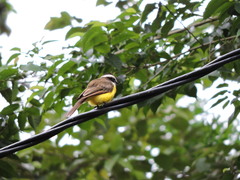 Phelpsia inornata