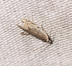 Battaristis nigratomella