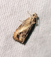 Olethreutes hamameliana