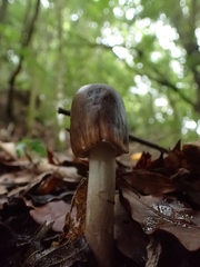 Amanita brunneolocularis