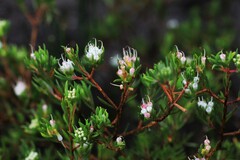 Darwinia leptantha