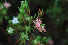 Darwinia leptantha
