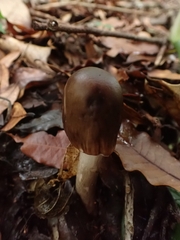 Amanita brunneolocularis