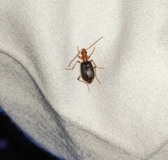 Brachinus adustipennis