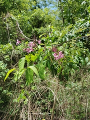 Fridericia floribunda