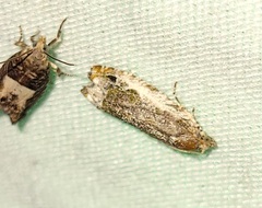 Proteoteras naracana