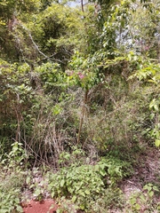 Fridericia floribunda