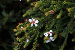 Leptospermum epacridoideum