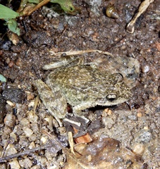 Brown Leaping Frog photo 5