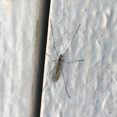 Chioneinae