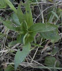 Sphagneticola calendulacea