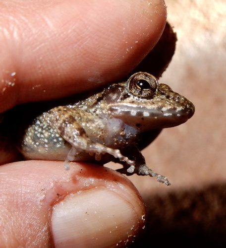 Small-handed Frog, Indirana semipalmata