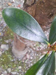 Pentaphylacaceae