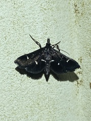 Diasemiodes nigralis