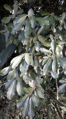 Litsea glutinosa