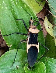 Zelurus circumcinctus