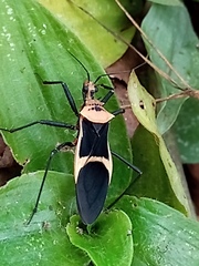 Zelurus circumcinctus