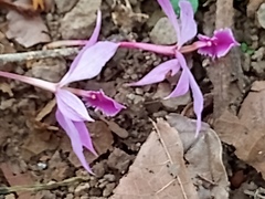 Epidendrum flexuosum