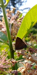 Satyrium caryaevorus