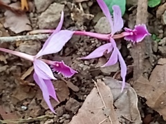 Epidendrum flexuosum