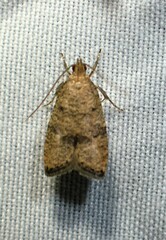 Psilocorsis quercicella