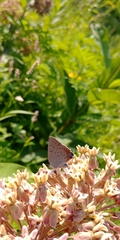 Satyrium acadica