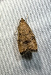 Psilocorsis quercicella