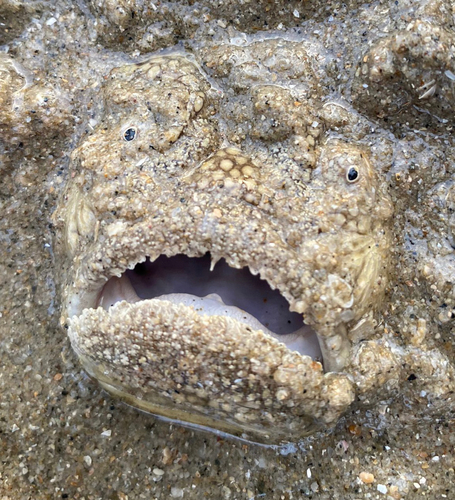 Longnosed stargazer (Ichthyscopus lebeck) — Uranoscopidae — 4