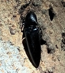 Elaterini