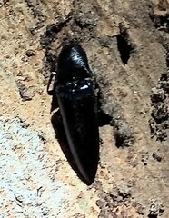 Elaterini